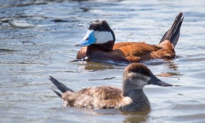 ruddy shelduck facts