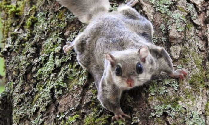 Southern Flying Squirrel