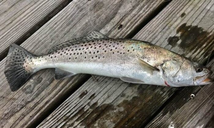 Spotted Seatrout