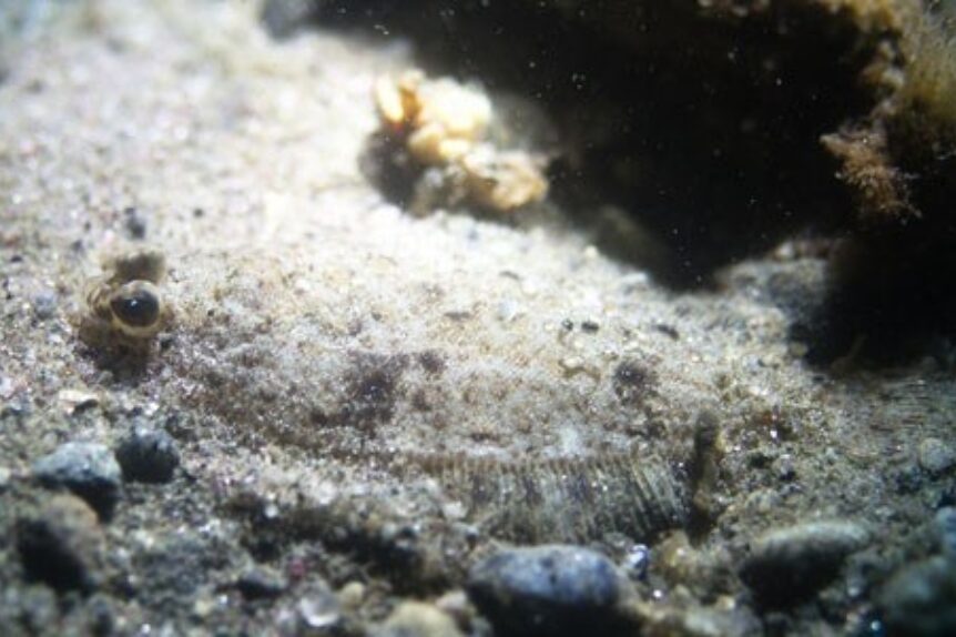 Atlantic Oyster Drill