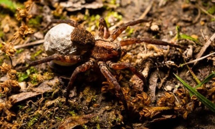 dark brown wolf spider