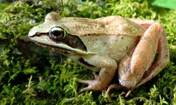 Green Frog: Reptiles & Amphibians: Species Information: Wildlife