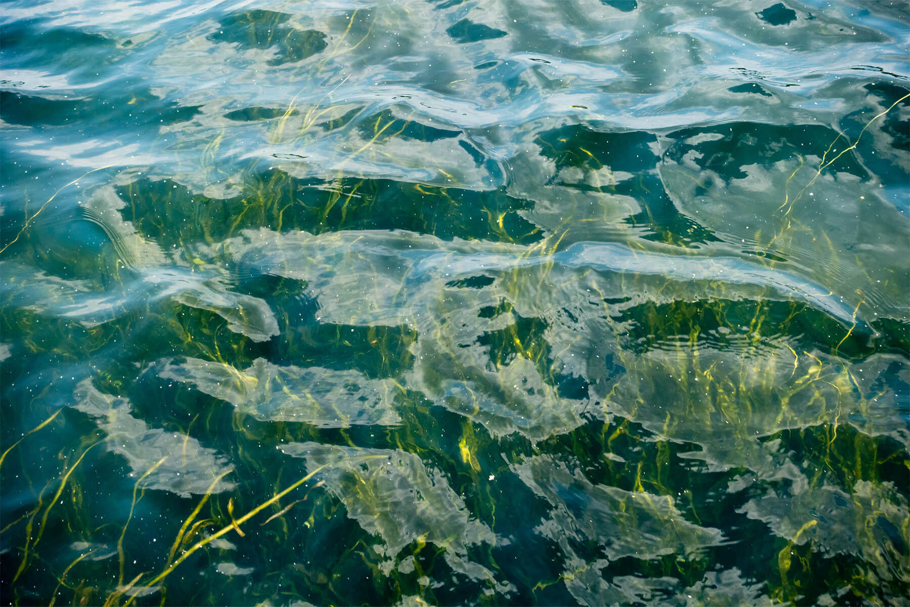 Underwater grass seen below the water.