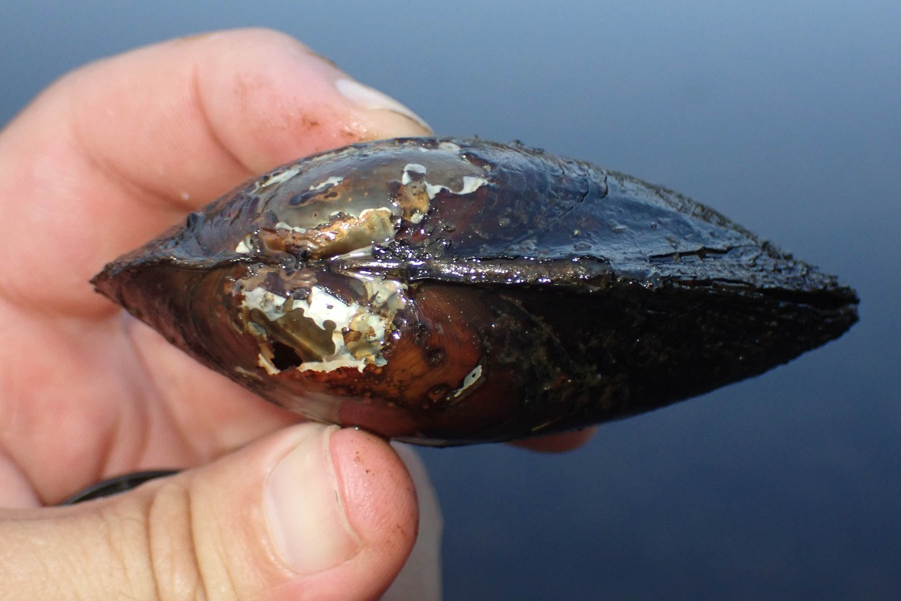 How the eastern floater flexes its muscles