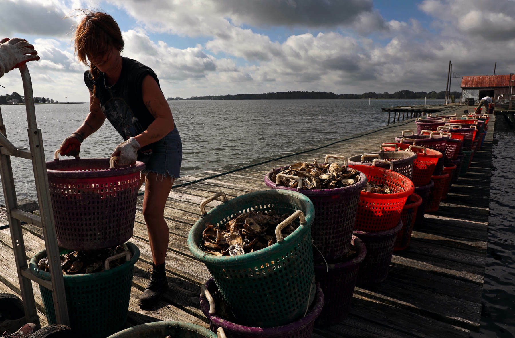 The world’s largest oyster restoration project is completed in Virginia