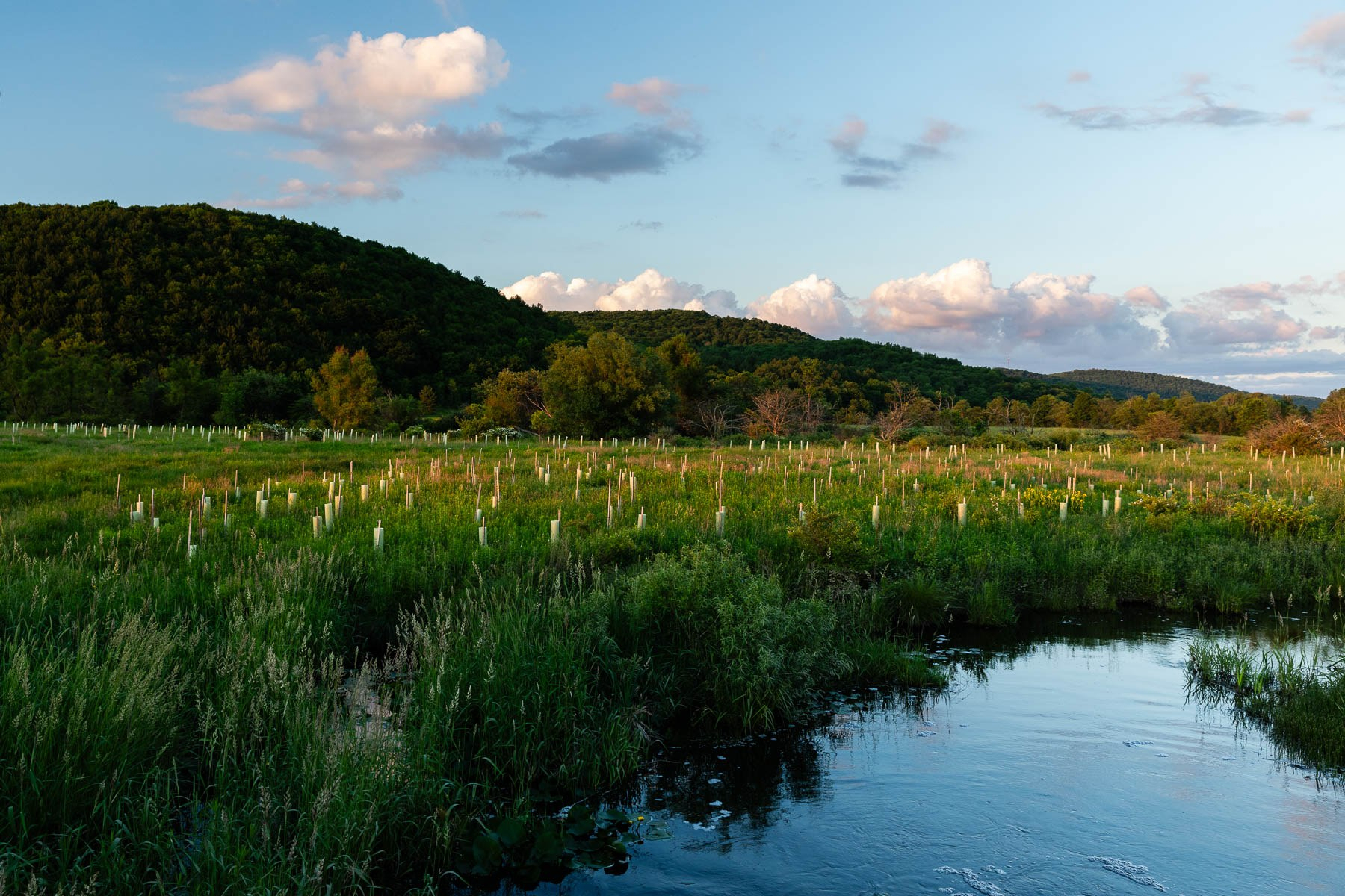 Seven successes show there’s more than one way to restore a wetland