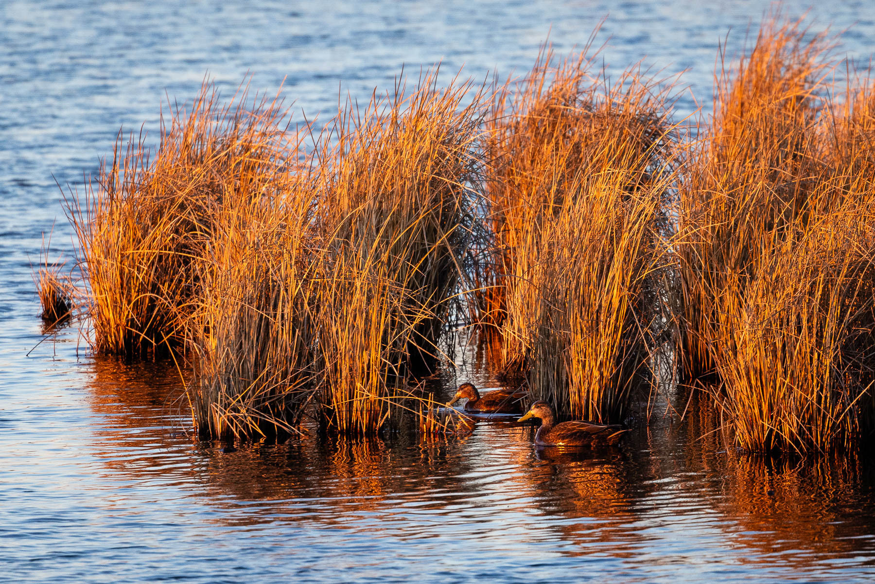 Chesapeake Bay Program notes increase in wetlands across the watershed