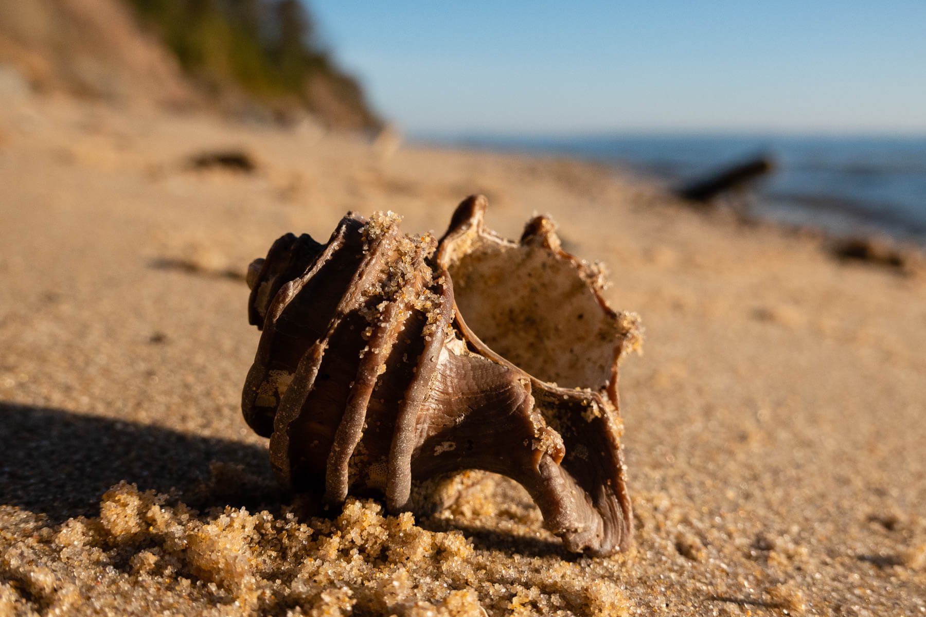 Hunting for fossils "a marilandia"