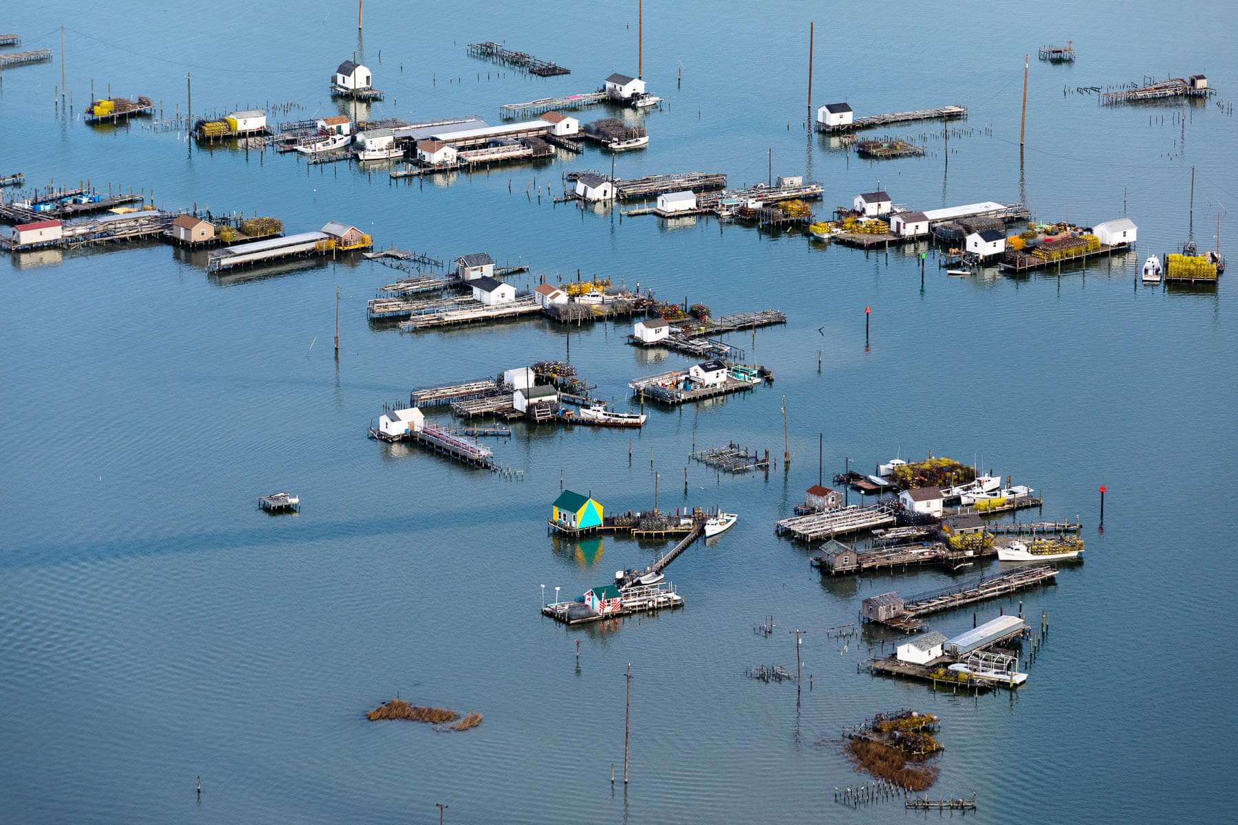 Getting the perfect softshell on Tangier Island
