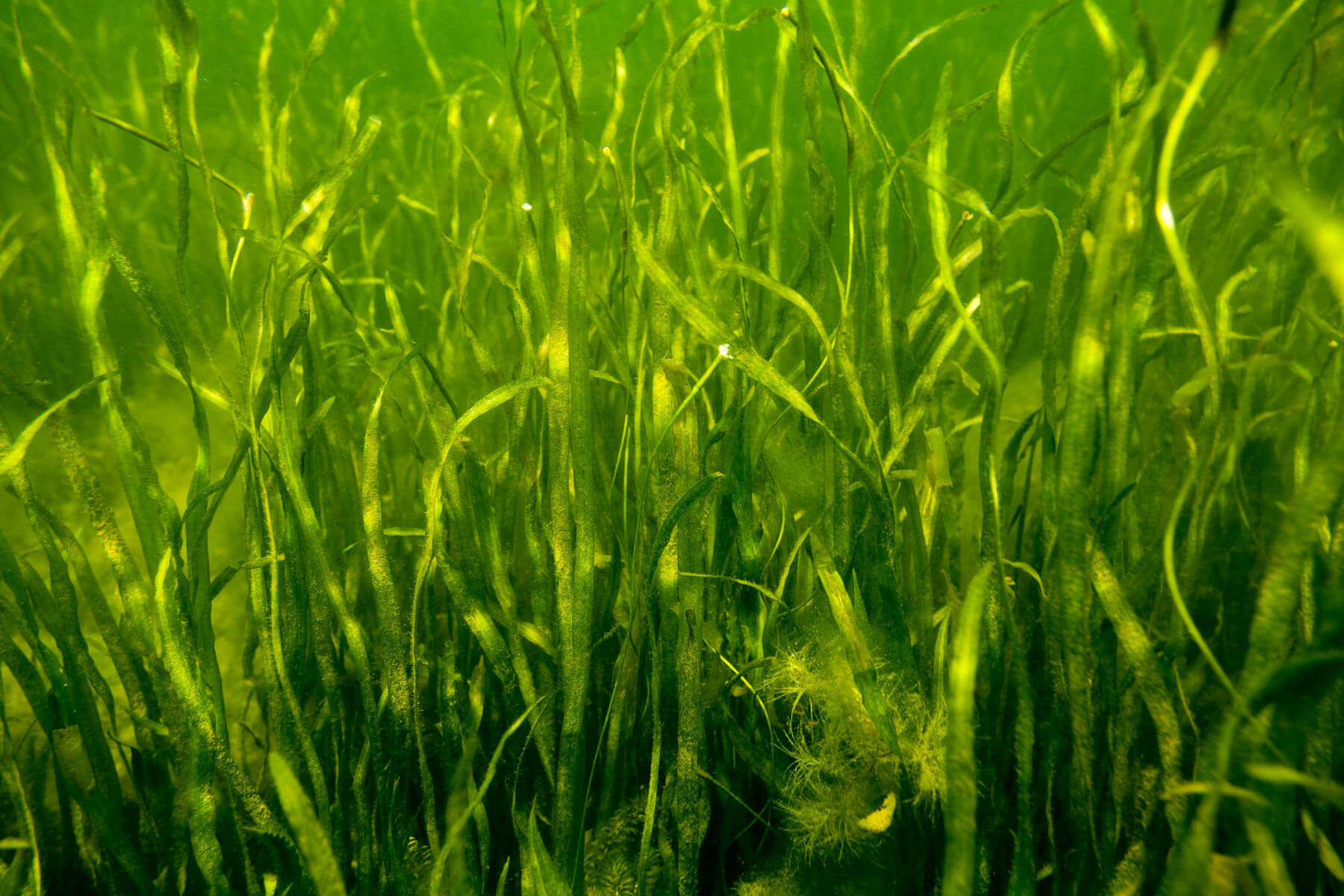 Rebounding underwater grasses signal recovering Chesapeake Bay