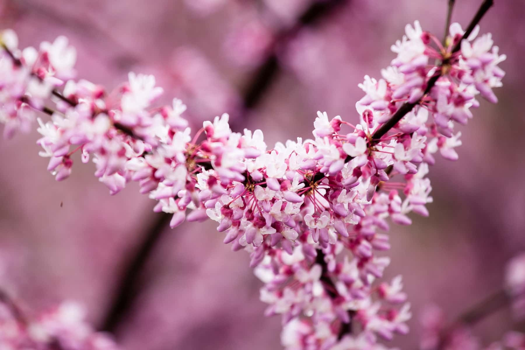 Ten Chesapeake Bay native plants to plant in your yard this spring