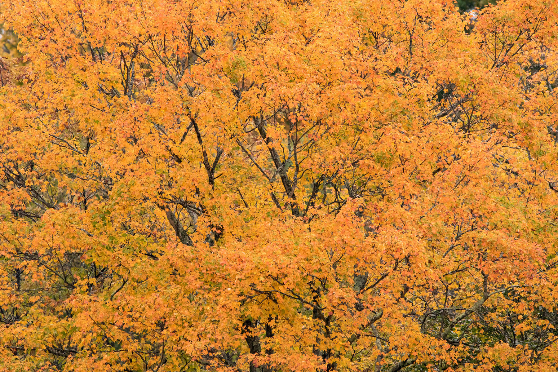 Sugar maples face a sticky situation