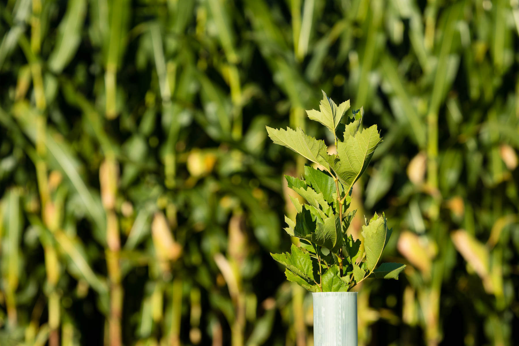 The best ways to manage pollution