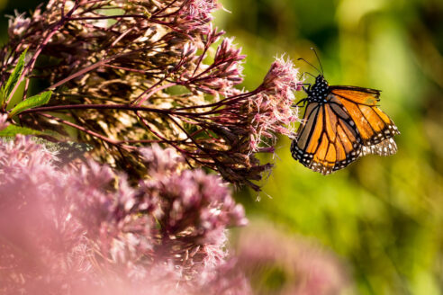 A monarch butterfly lands on purple joe pye weed flowers