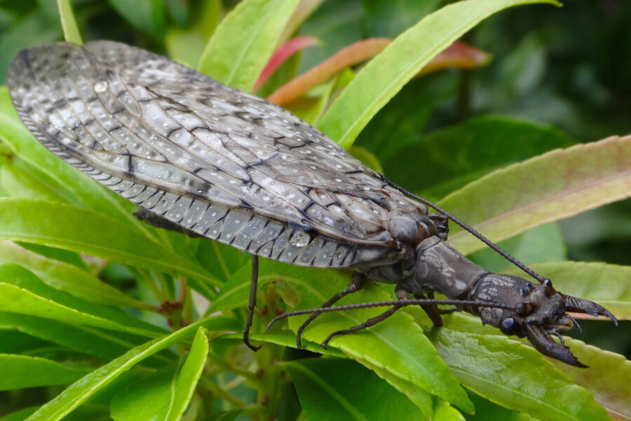 Dobsonflies spotted in Vermont: What is this large bug with pincers?