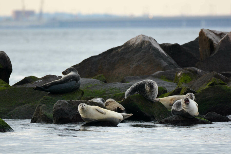 Seals Survive A Scare From Dead Mammals