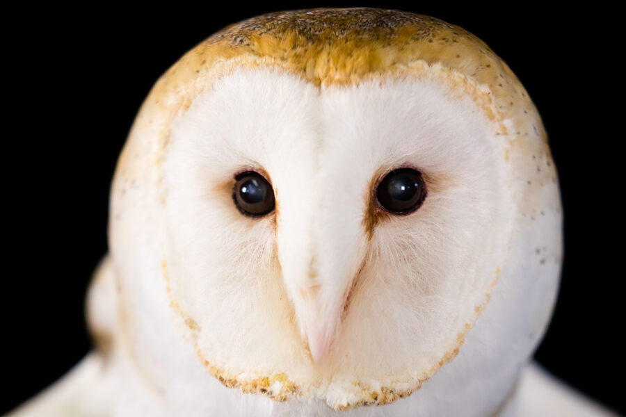 it-s-not-easy-being-a-barn-owl