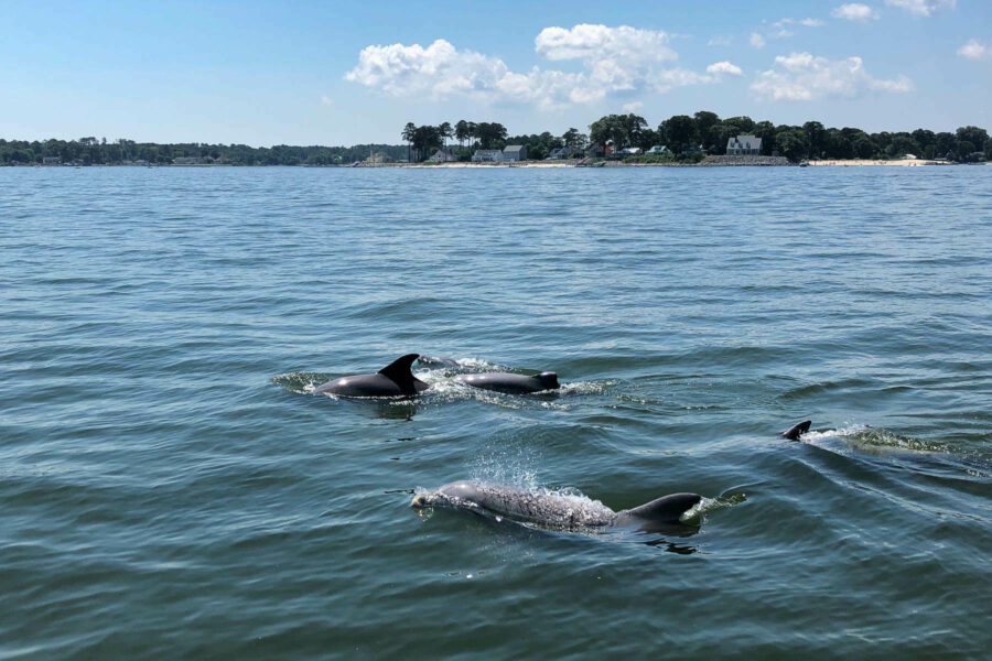 Are there dolphins in the Chesapeake Bay?