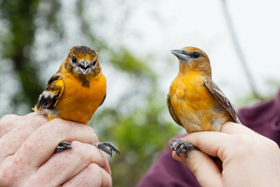 Female Birds Show Their Colors