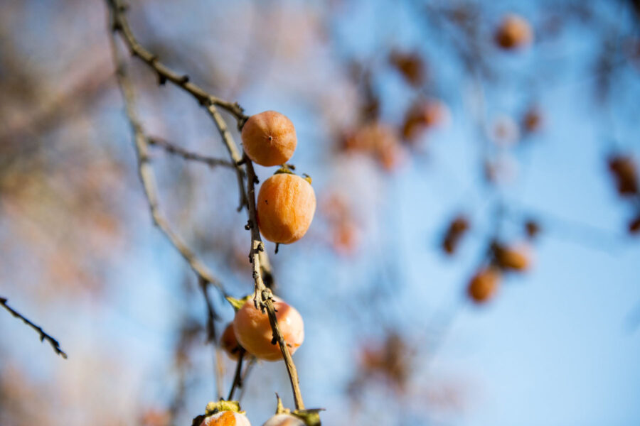 The local persimmon is the fall foragers fruit of choice