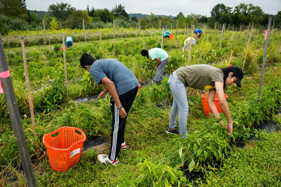 Farm community. Volunteer on a Farm.