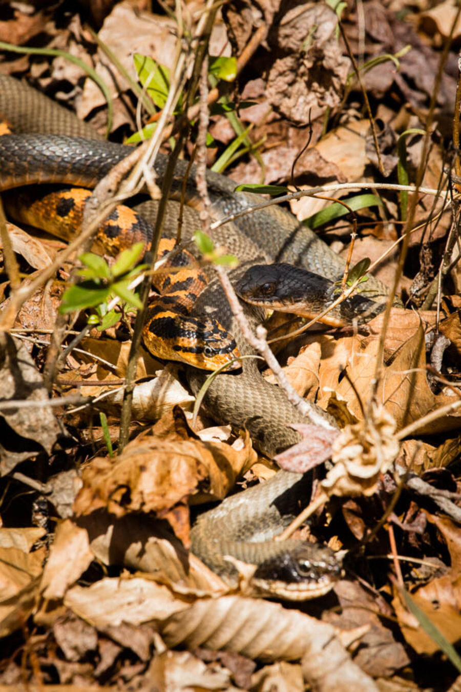 Hognose snake playing dead! Did you know not only will these