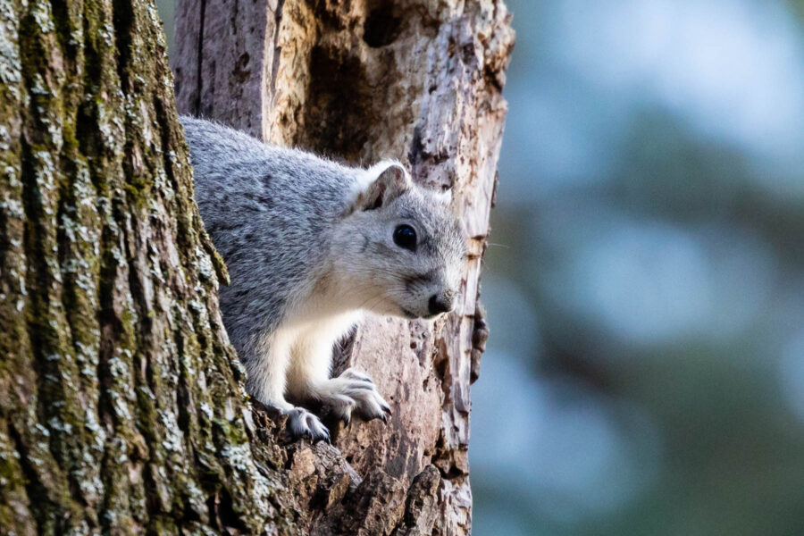 delmarva fox squirrel distribution map