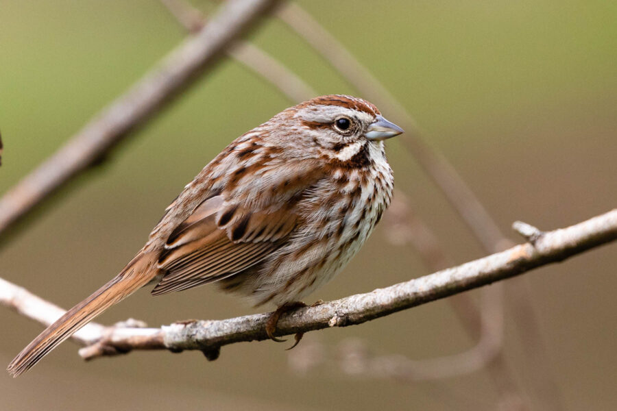 Brown Bird With Neck Ring