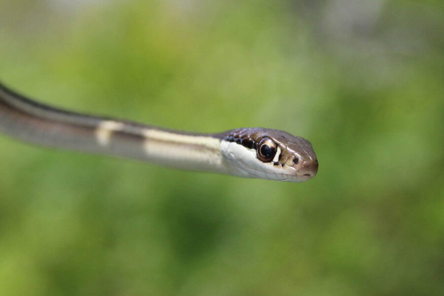 Blue Racer (Reptiles of Ohio) · iNaturalist