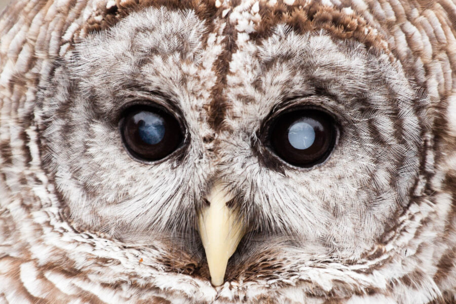 barn owl eye