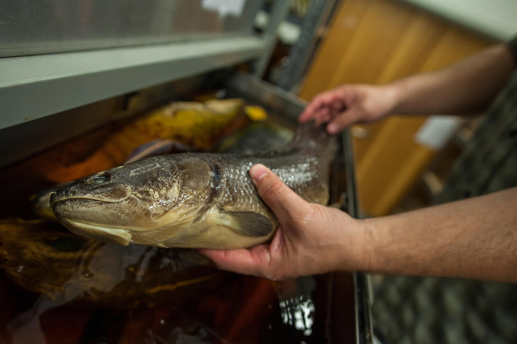 Person holding a Northern snakehead