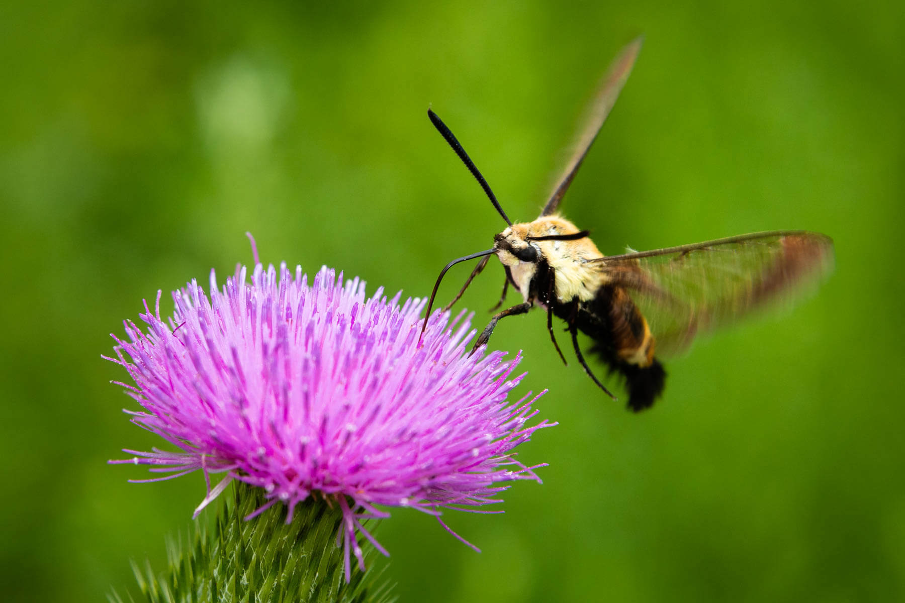 hummingbird clearwing moth caterpillar