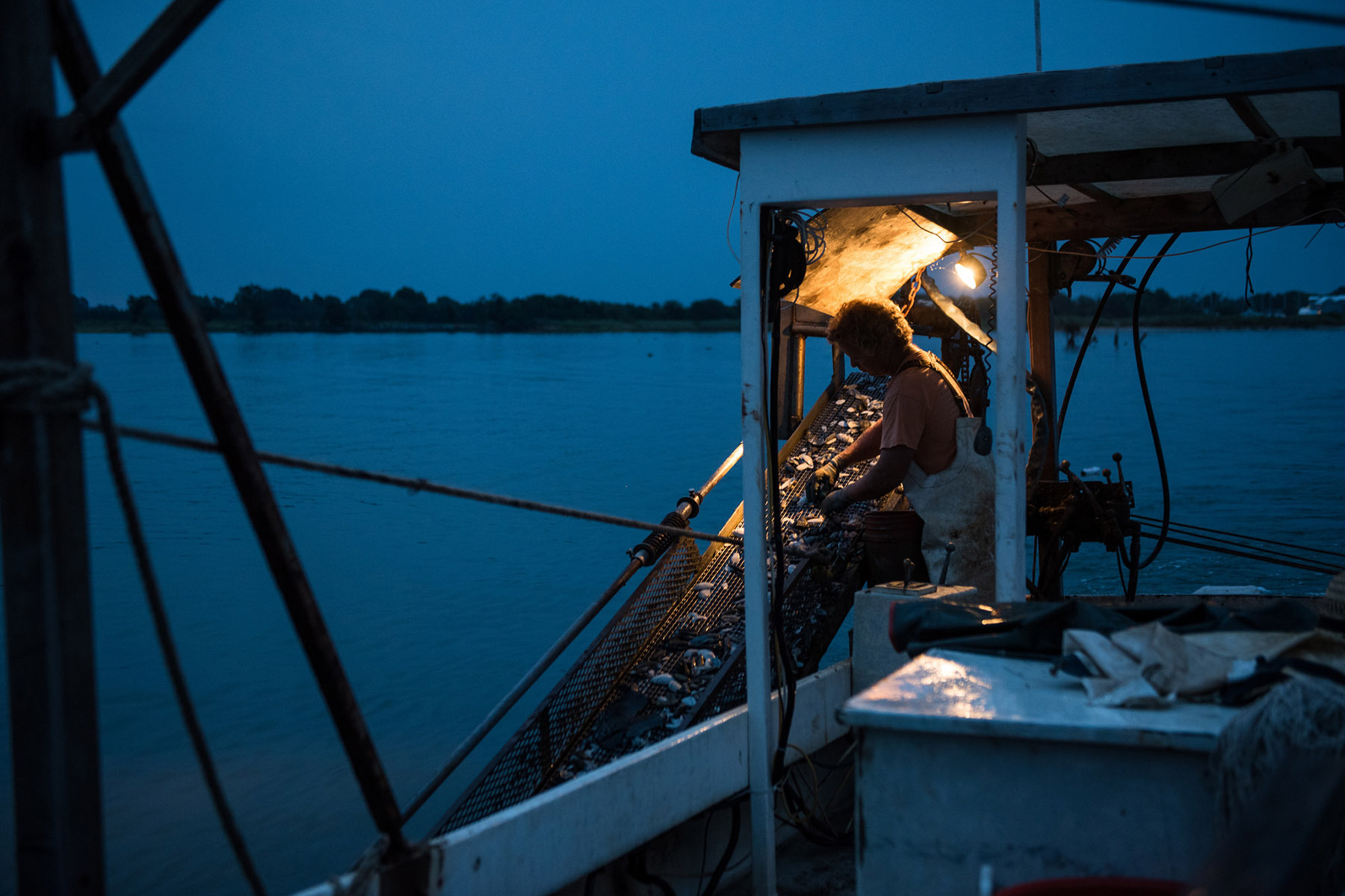 Searching for clams in the Chesapeake Bay