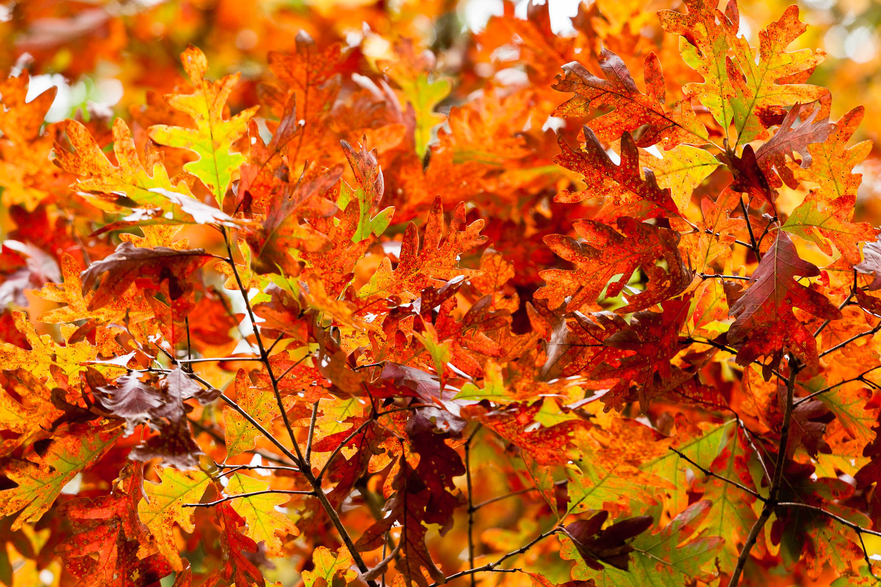 oak tree fall leaves