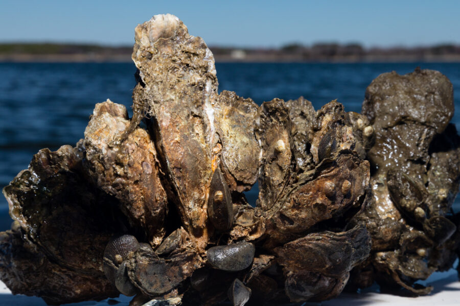 A clump of oysters, full of nooks and crannies where other species can live, is seen on board a research vessel on Maryland's Eastern Shore.