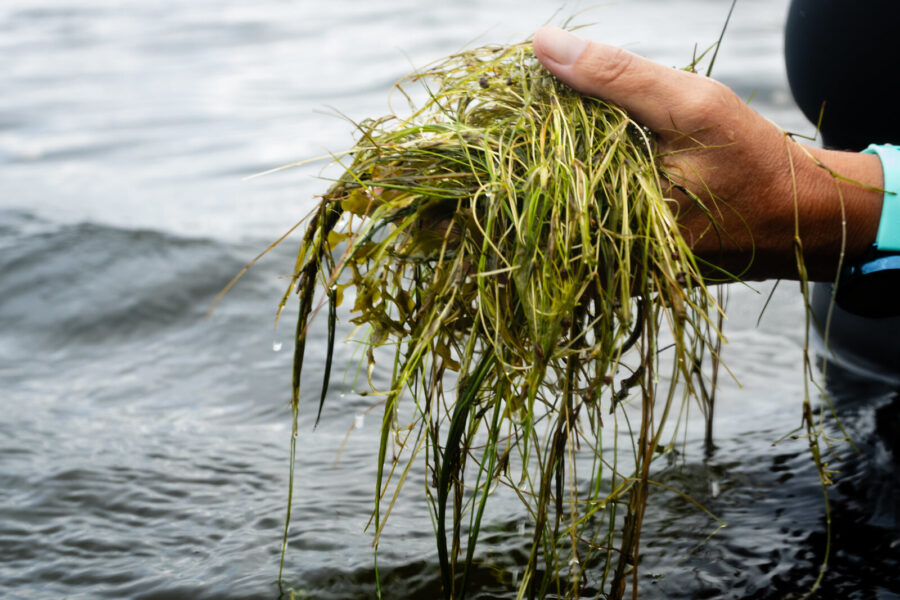 A researcher holds a clump of underwater grasses just above the surface of a river.