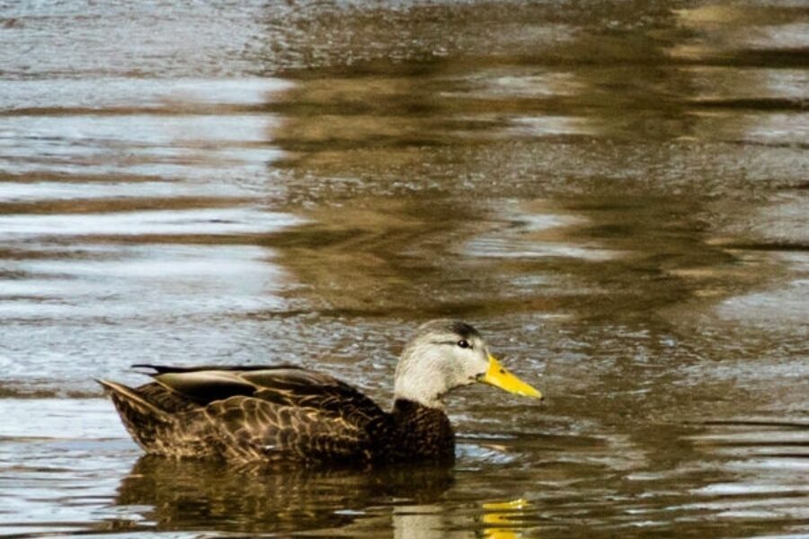 An American black duck swims in the water.