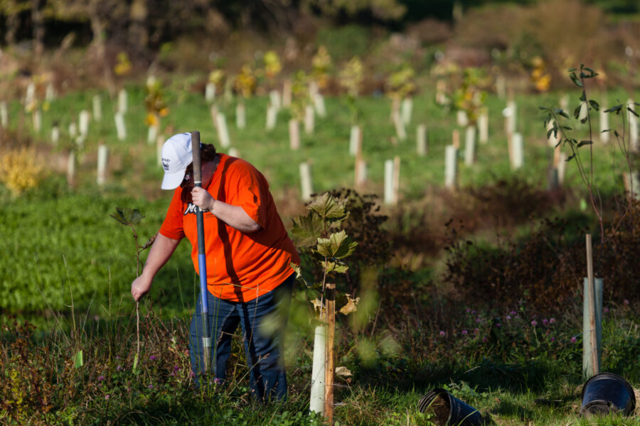 A woman straightens a sapling with one hand and holds a shovel in the other, securing the sapling in a field of newly planted trees.