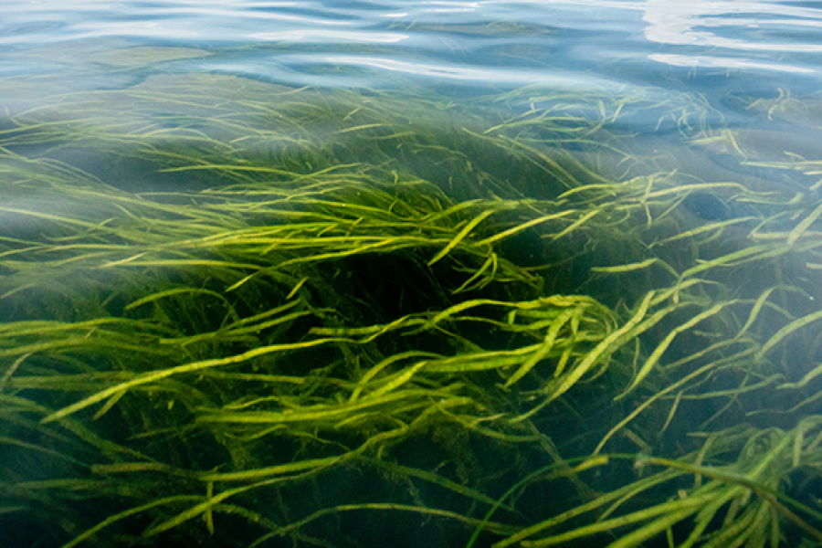 View of submerged aquatic grasses from above the surface of the water.