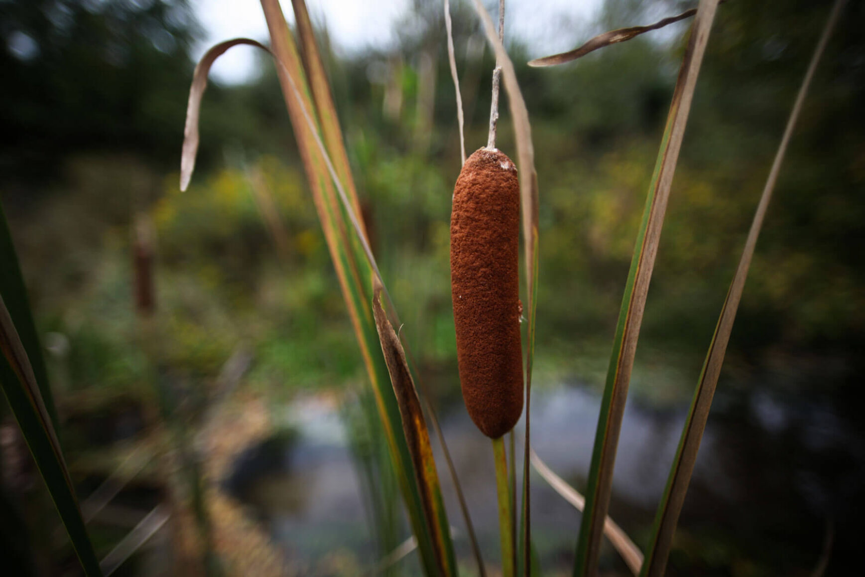 Wildlife That Depend on Cattail Wetland Plants for Habitat and Food