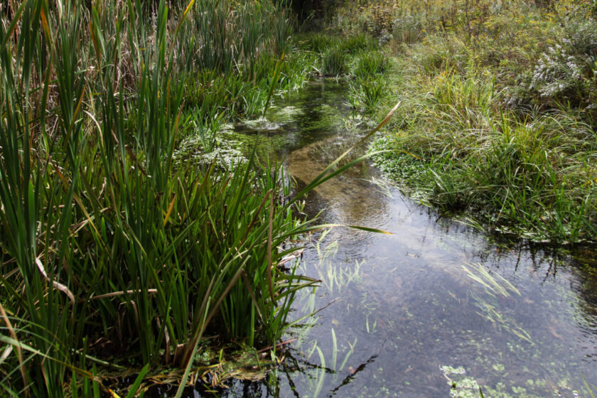 Clean Water Wetlands Work