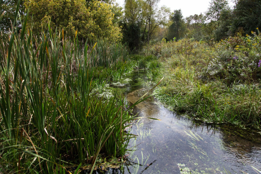 Benefits of Wetlands - Wetlands Work