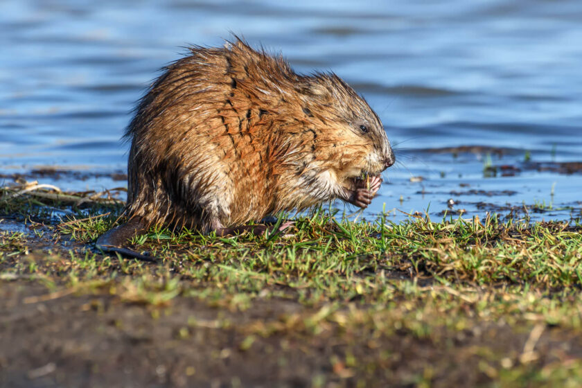 wetland marsh animals