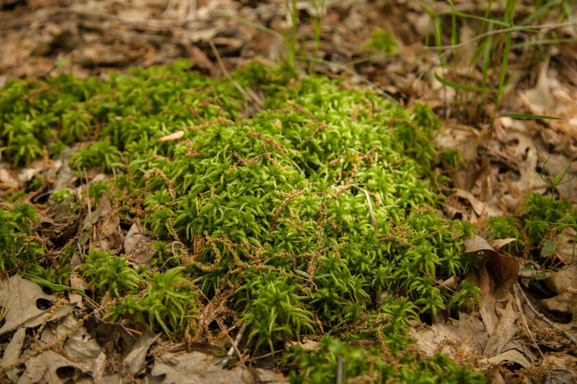 Sphagnum Moss@3X