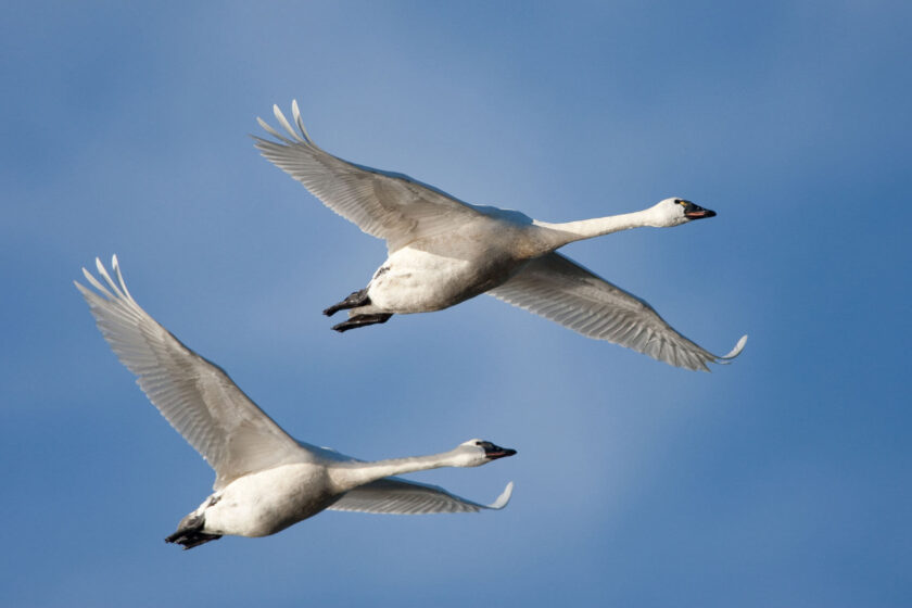 Tundra Swan@3X