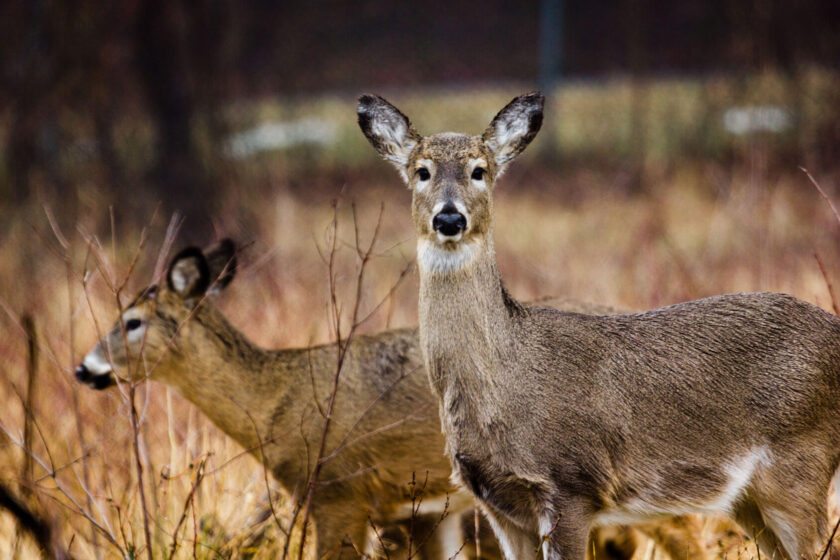White Tailed Deer@3X